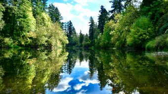 A serene lake scene with lush trees on either side.