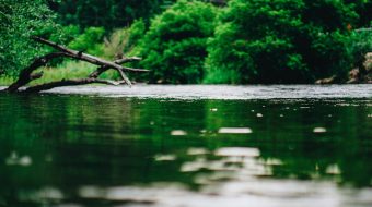 A stream surrounded by lush foliage.