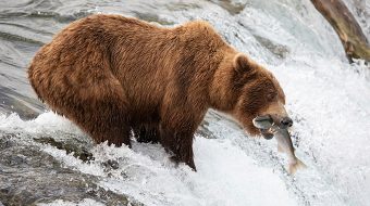 A brown bear catching a fish in its mouth in a raging river.