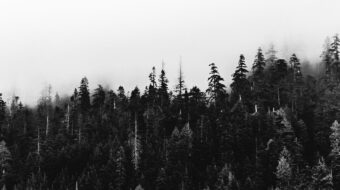 Black and white photo of trees in Washington state dressed in fog above